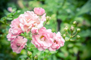 Fototapeta premium pink roses
