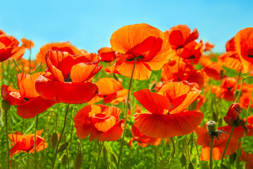 Flowering scarlet poppies against the blue sky. Sunny bright day.
