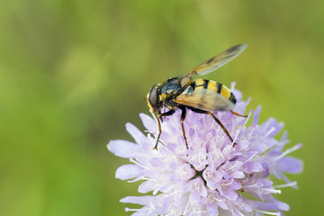 Hoverfly sitting on flower Knautia arvensis