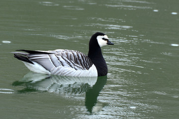 Weißwangengans