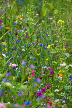 Bunte Wildblumenwiese