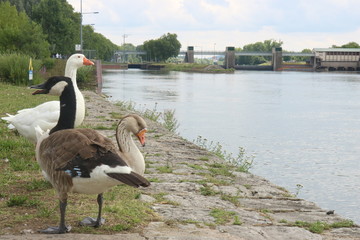 Gänse und Schleuse © johannesk1403