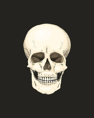 Realistic Skull with the color of the bone on black background. engraved hand drawn in old sketch and tattoo or vintage style. close up pirate.