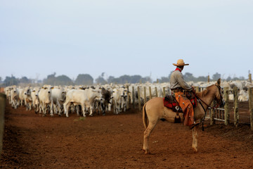 Pecuária - Confinamento