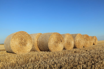 Bale of rolled straw in wheat field after harvest with blue clear sky