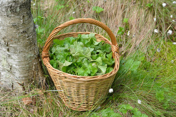 Collection and procurement of the components for medicinal tea. Basket cut leaves cloudberries in the swamp near the birch tree