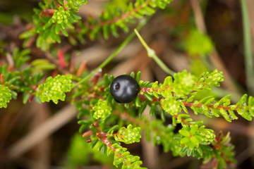 Beautiful ripe crowberries in a summer forest after the rain. Shallow depth of field closeup macro photo.