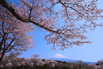 富士山と桜