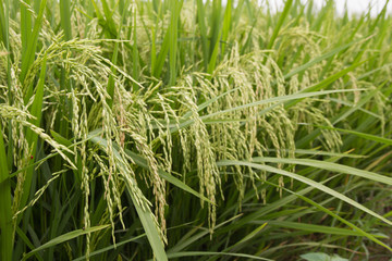 Ripe rice on the rice field. Vintage rice in the rice field.Selective focus.