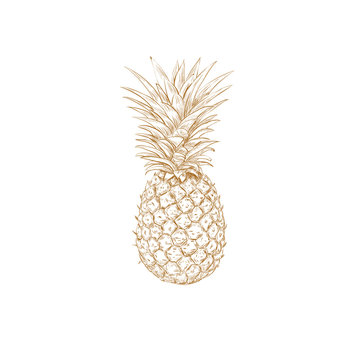 Pineapple sketch vector illustration. Pineapple yellow hand drawing.