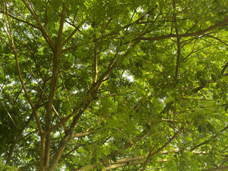 under the tree after rain