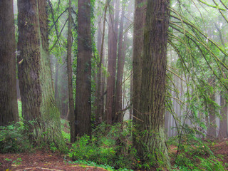 Obraz premium Enchanted misty foggy forest in California on Highway 84 in La Honda with redwood trees