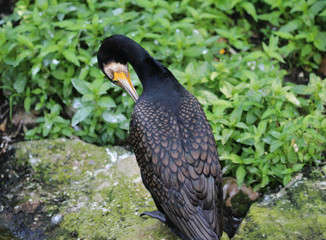 Phalacrocorax carbo