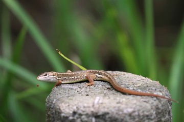 ニホンカナヘビ