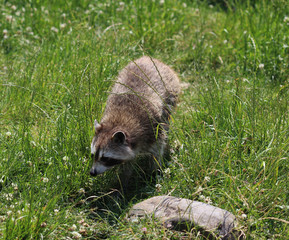 raccoon (Procyon lotor)	