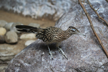 The greater roadrunner (Geococcyx californianus)	