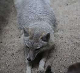 The swift fox (Vulpes velox) 