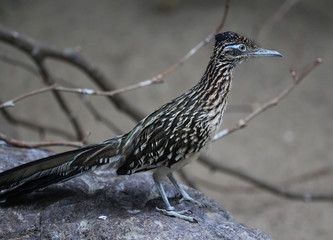 The greater roadrunner (Geococcyx californianus)	