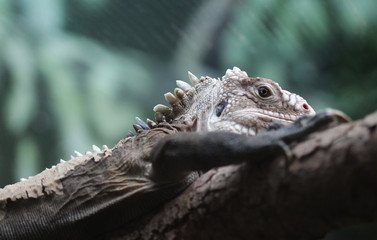 Lesser Antillean Iguana (Iguana delicatissima)