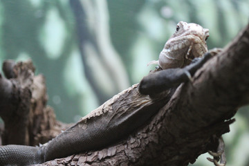 Lesser Antillean Iguana (Iguana delicatissima)