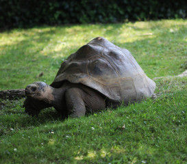 Obraz premium Aldabra Giant