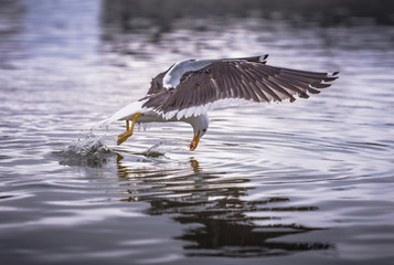 Seagull diving in the sea to catch fish.
