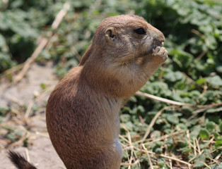 prairie dog