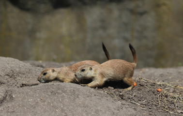 prairie dog