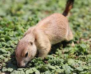 prairie dog
