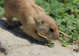 prairie dog