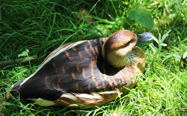 The fulvous whistling duck  (Dendrocygna bicolor)