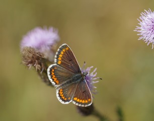 Hauhechel-Bläuling Weibchen (Polyommatus icarus) 