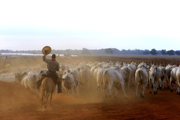 Pecu&aacute;ria - Confinamento