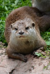 Loutre