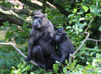 The Celebes crested macaque (Macaca nigra)