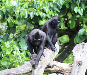 The Celebes crested macaque (Macaca nigra)