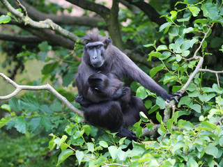 The yellow mongoose (Cynictis penicillata)