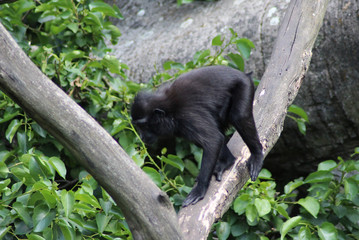 The Celebes crested macaque (Macaca nigra)