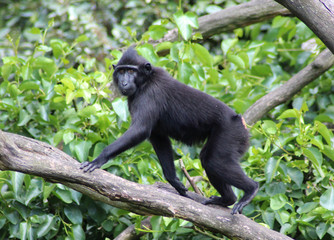 The Celebes crested macaque (Macaca nigra)