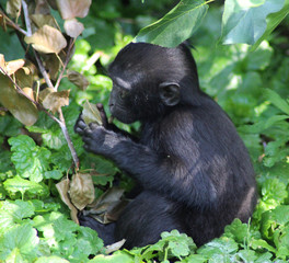The Celebes crested macaque (Macaca nigra)