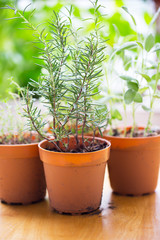 rosemary sprout in flowerpot