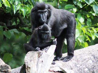 The Celebes crested macaque (Macaca nigra)