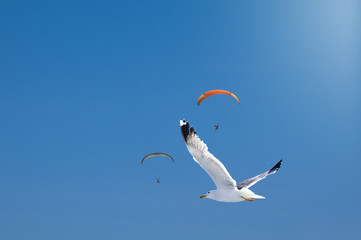 Colorful hang glider in sky over blue. / Paragliders 