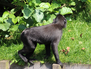 The Celebes crested macaque (Macaca nigra)