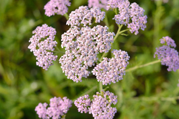 Obraz premium Pink yarrow flower. Yarrow flower on a blurred green background. View from above.
