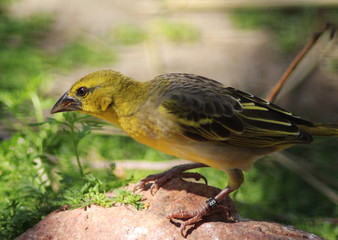 village weaver (Ploceus cucullatus)