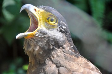 Crested serpent eagle ( Spilornis cheela ) 