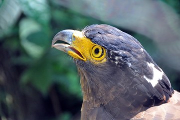 Crested serpent eagle ( Spilornis cheela ) 