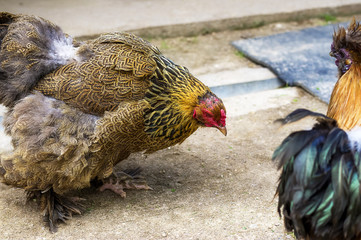 Domestic Chicken close-up