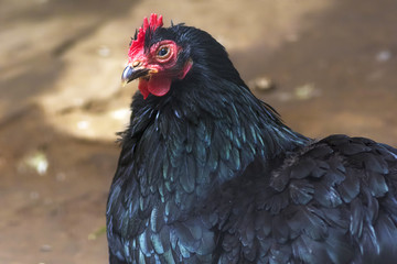 Domestic Chicken close-up